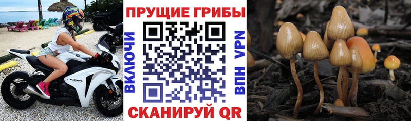 сколько стоит  Красноперекопск  Галлюциногенные грибы Cubensis 
